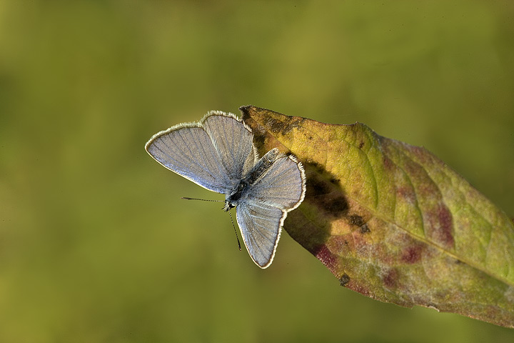 Azzurro........ manca il nero