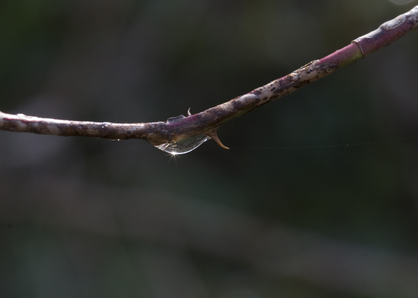 goccina sparluccicante