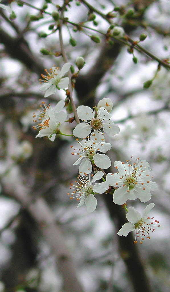 PRUGNO - FIORI