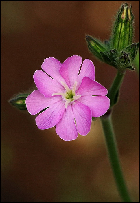 Dedicata ai macristi...