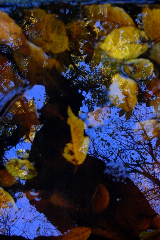 riflessioni d'autunno