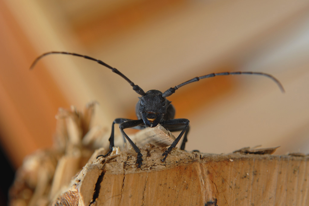 scarabeo o scarafaggio e chi lo sa?