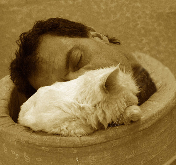 Gatti... da perdere la testa!