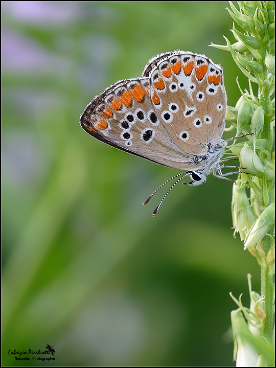 Non pi�... bagnata!
