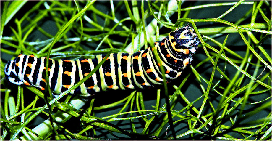 Bruco macahon nel suo habitat