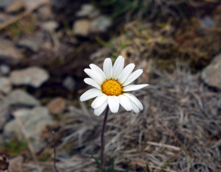 Margherita di montagna