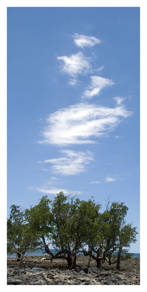 Madagascar - Mangrovie pensanti........