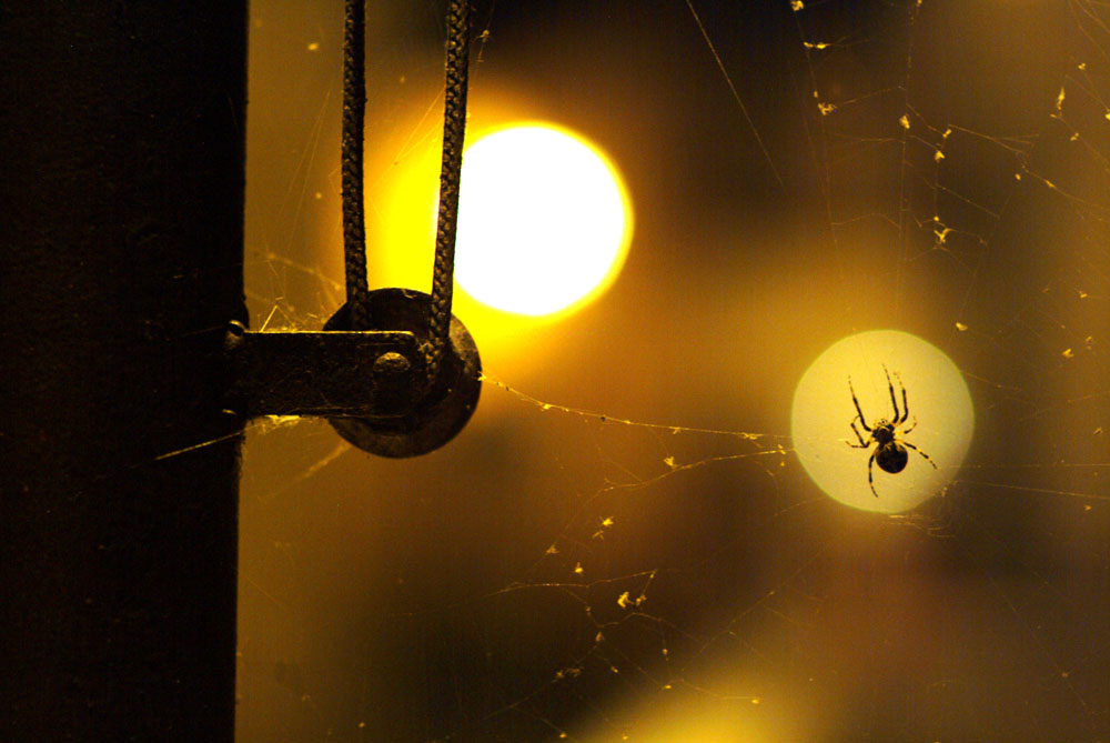 un ragno a borghetto