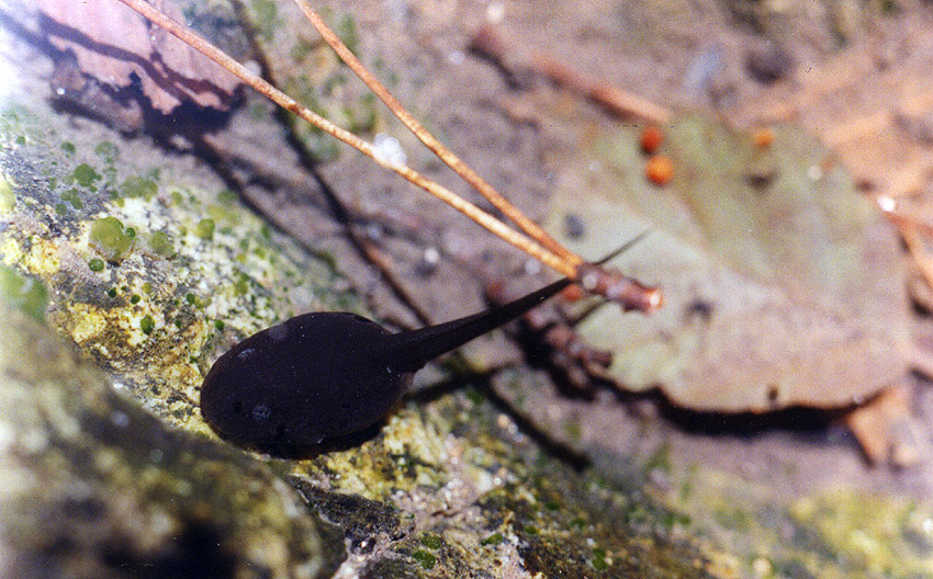 Un girino nello stagno