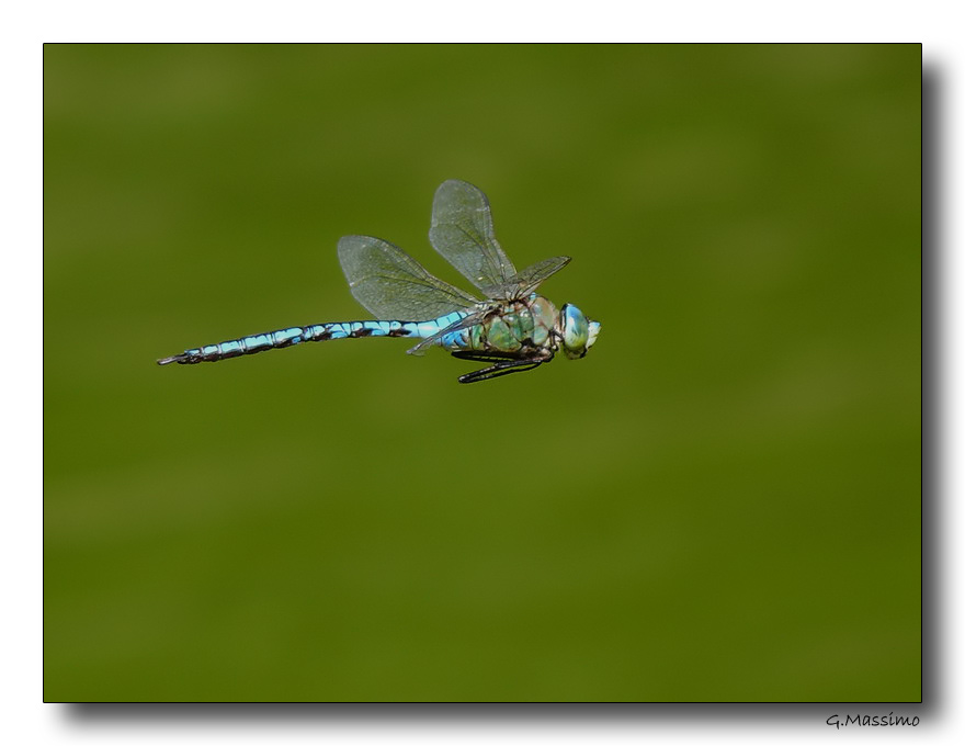 Anax imperator in volo