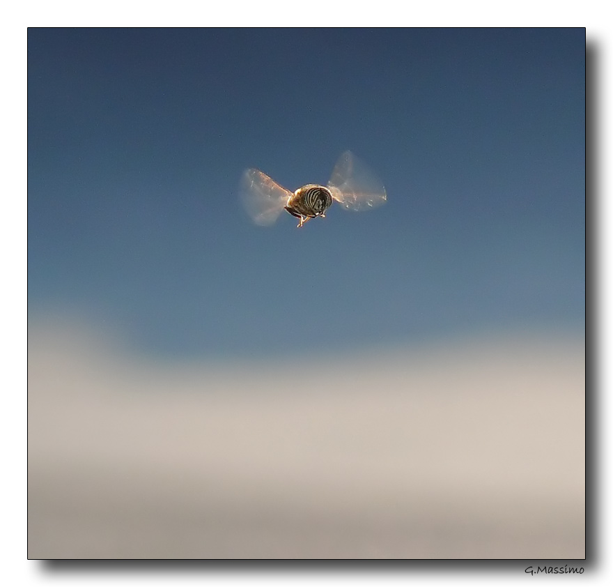 Sirfide in volo frontale