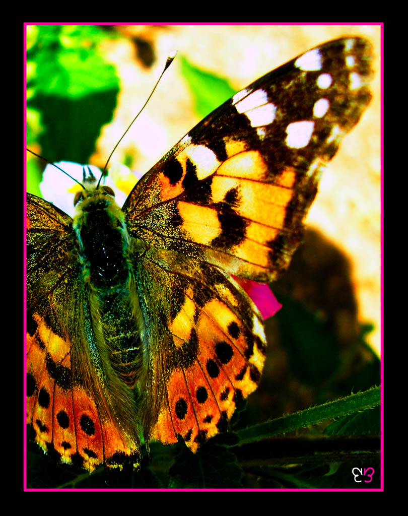 Butterfly