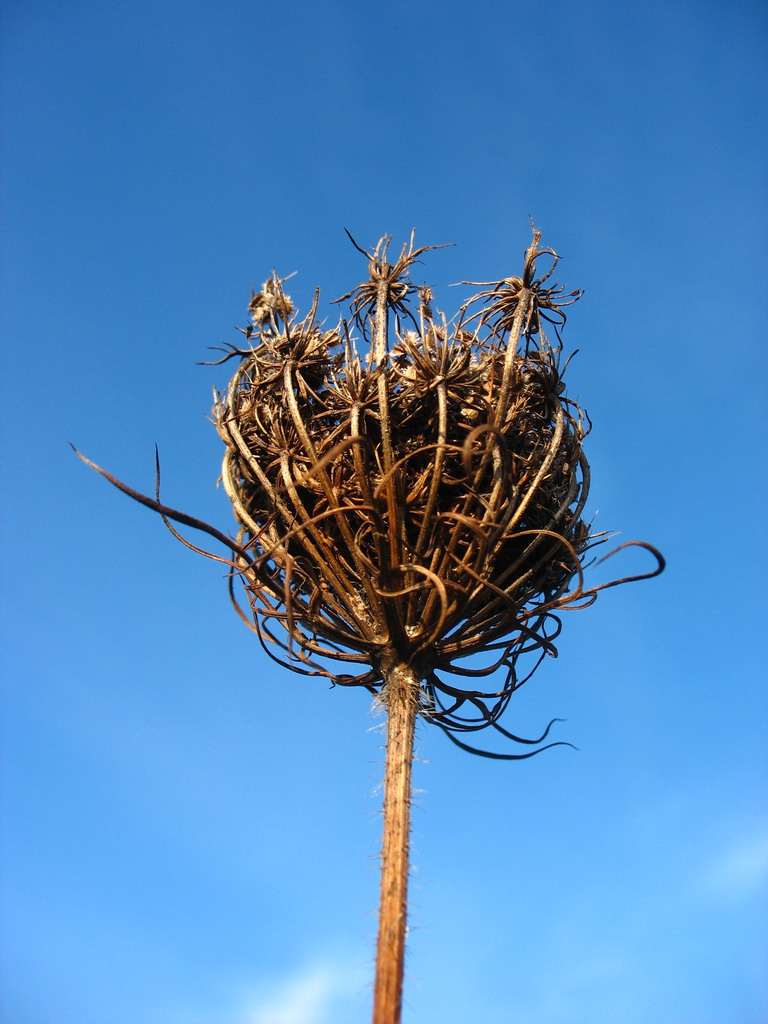 Per sfondo il cielo 2