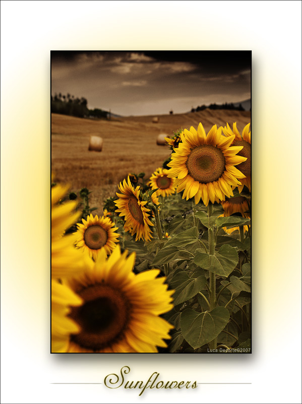 Sunflowers