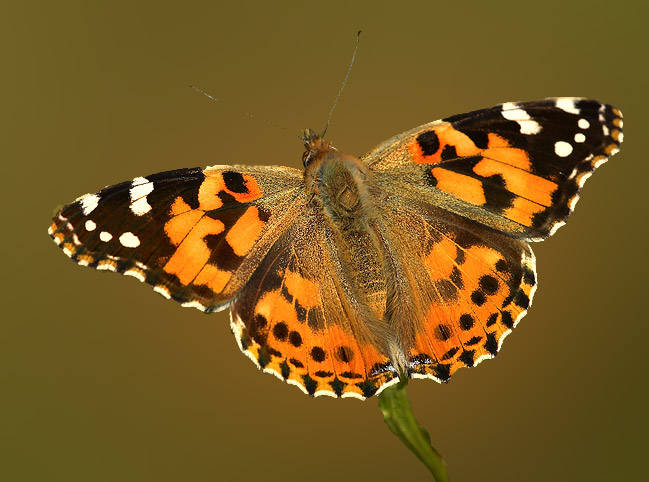 Vanessa cardui