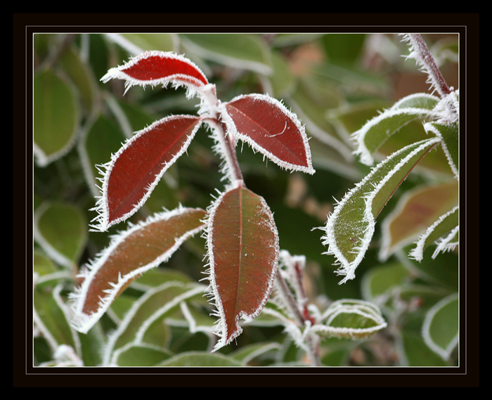 Dal parco in dicembre