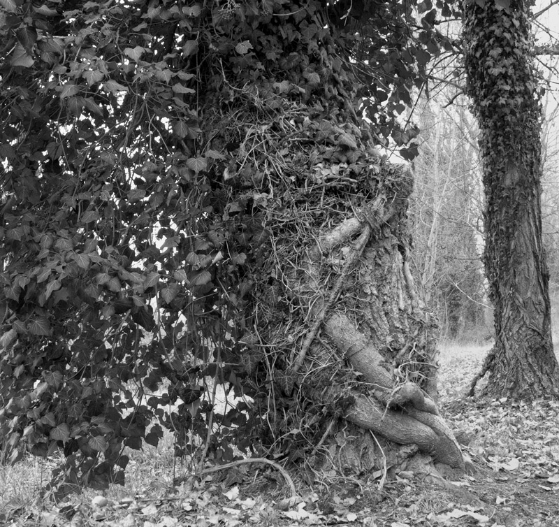 albero sul lungofiume del Panaro