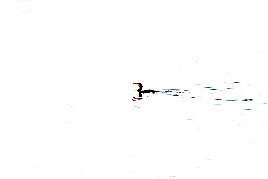 cormorano