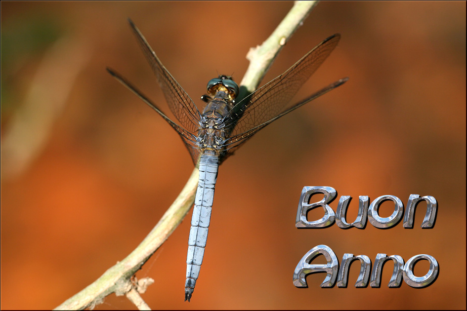 Buon Anno