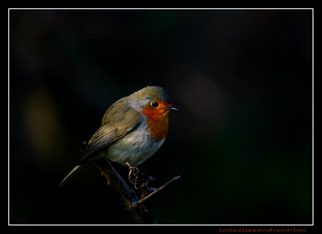 pettirosso31dicembre2007ore15,45!