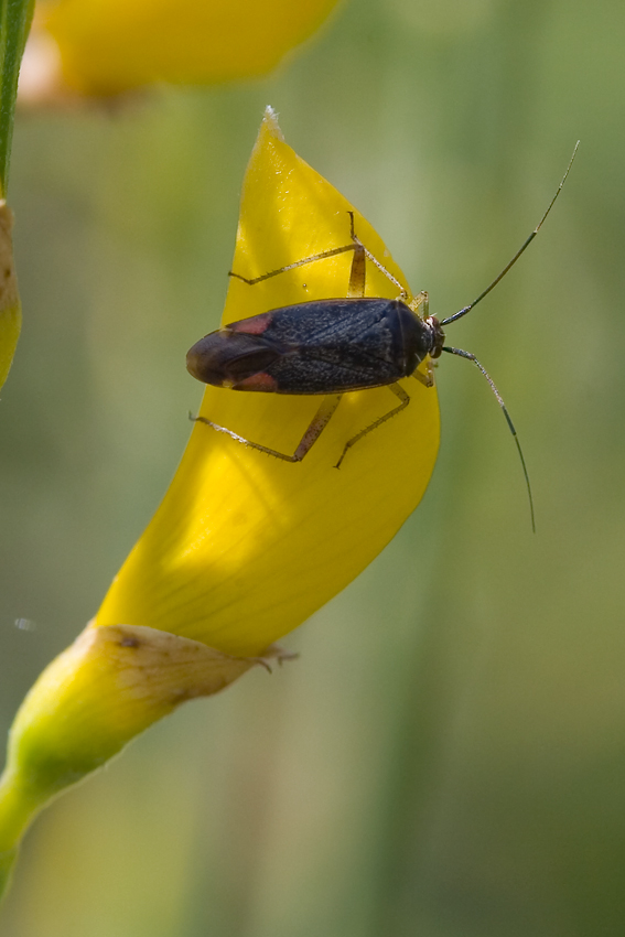 coleo su fiore di ginestro