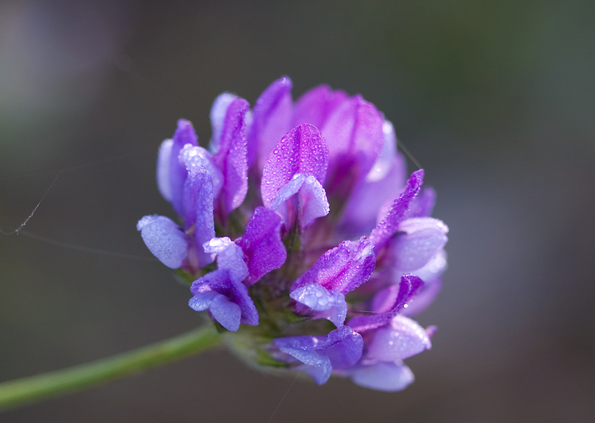 fiorellino rugiadoso