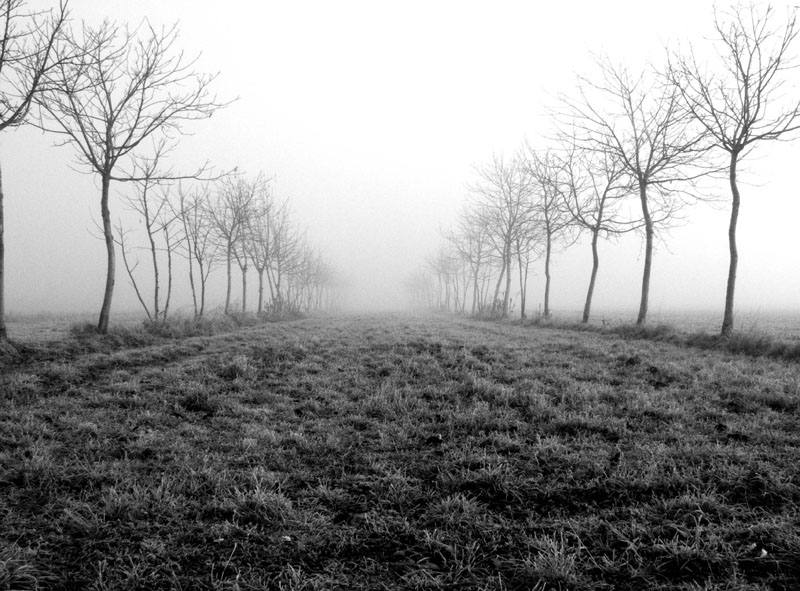 il viale nella nebbia