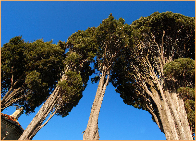 cipressi di Bolgheri
