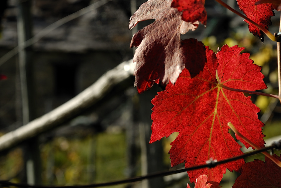 Close up vite d'autunno