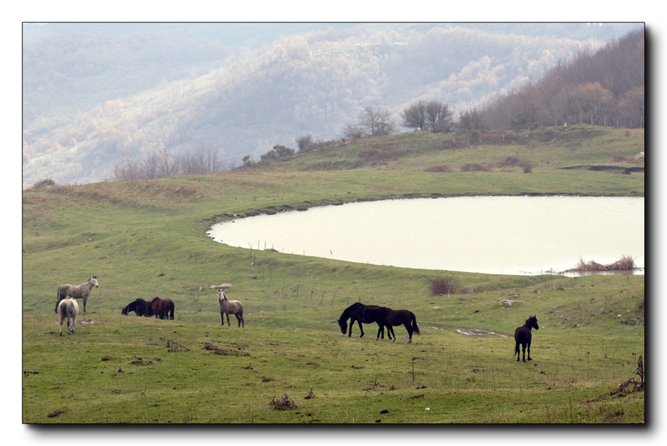 Cavalli in libert�..