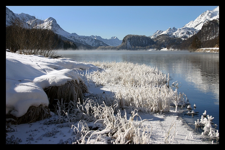 la morsa del gelo (2)