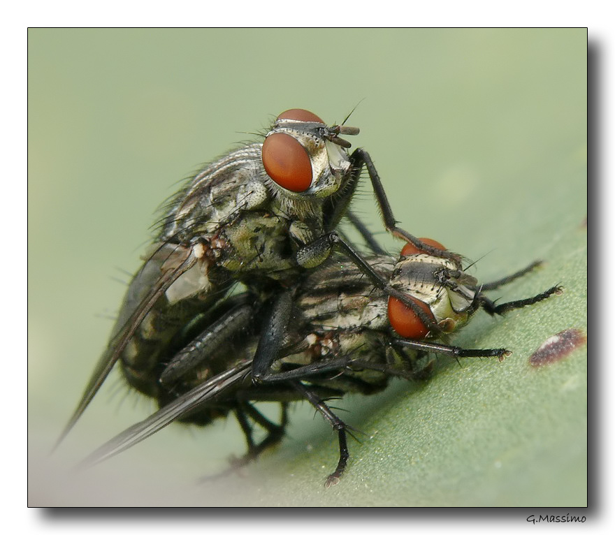 Coppia di mosche 2