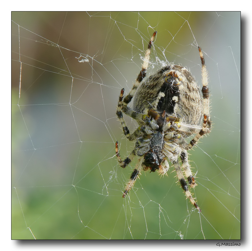 Spider 12