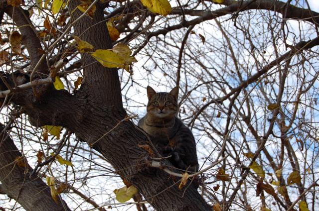 Micio in autunno (Nikon D40)