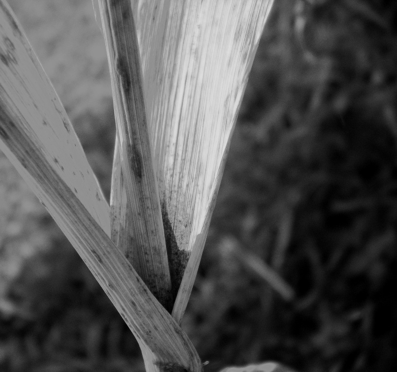 canna in bianco e nero