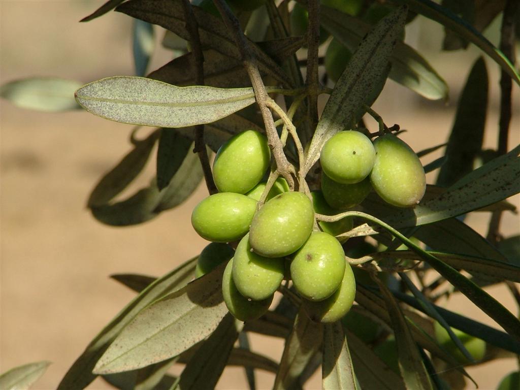 Dalla terra sempre buoni frutti :-)