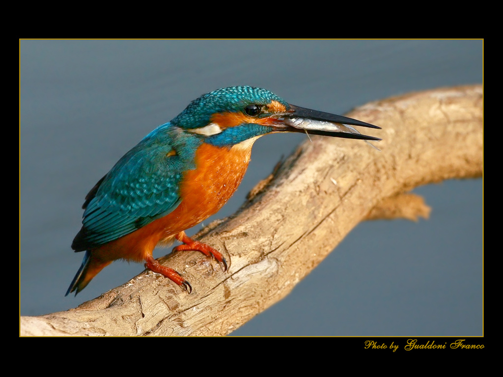 Matino con pesciolino