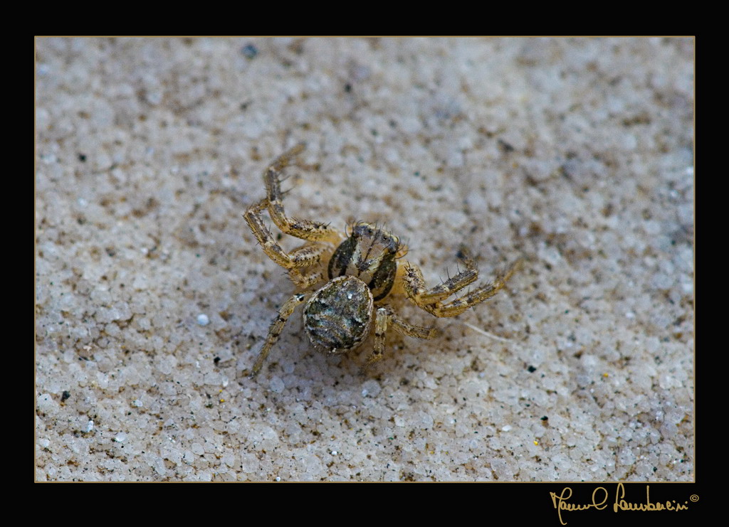 Ragnetto intronato dal freddo..