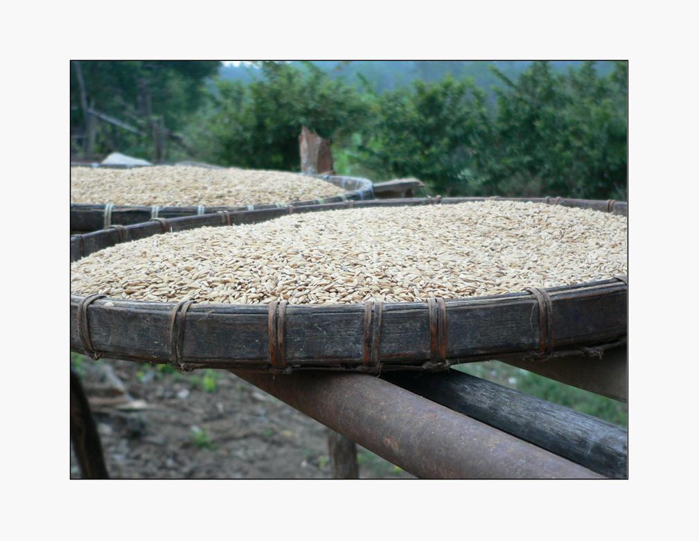 Dopo la pioggia... il riso