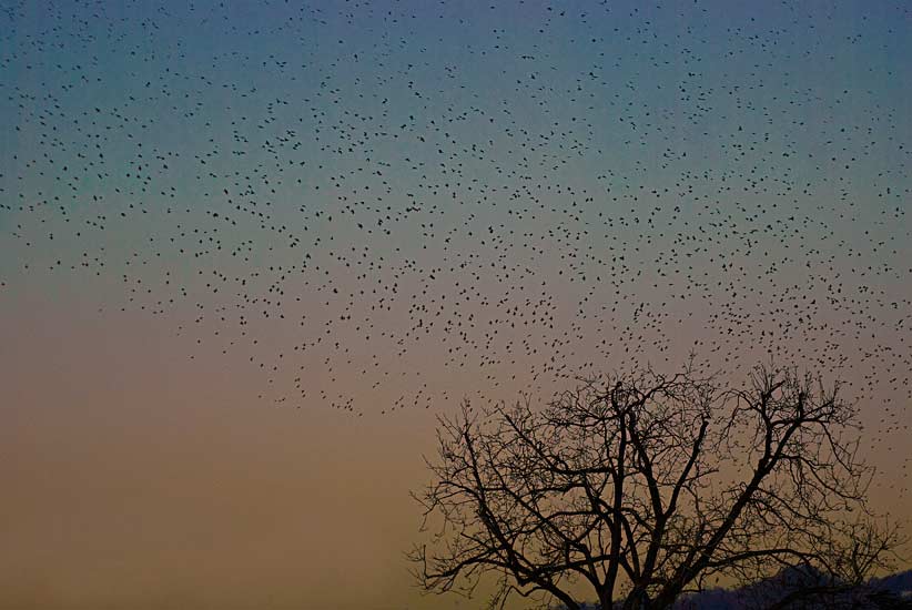 ... e ritornano all'imbrunire