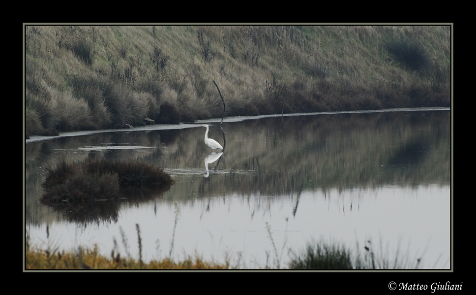 Quadretto con Airone