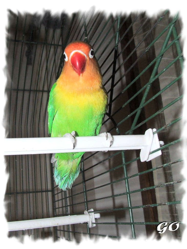 LoveBird