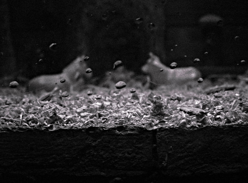 reportage: Ges� nasce in posti strani.