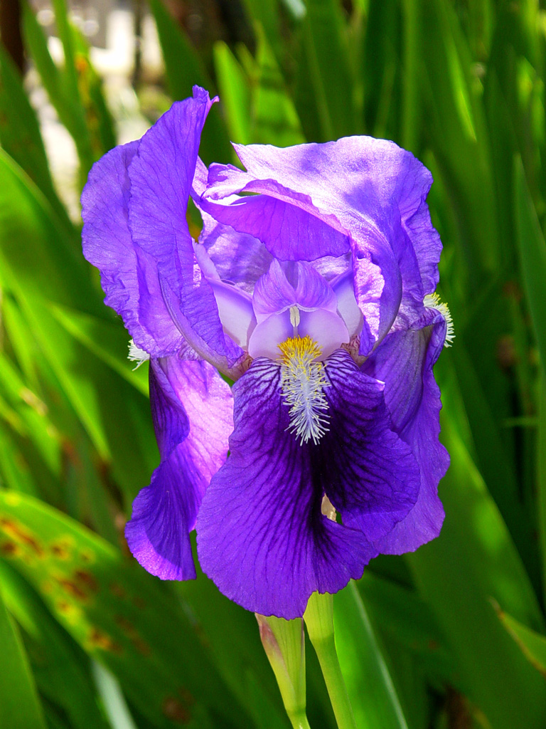 Iris