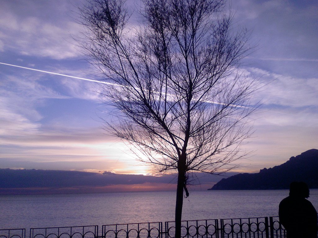 Albero e Mare