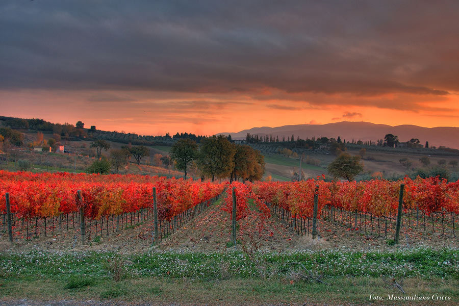I Vigneti di Montefalco (2)