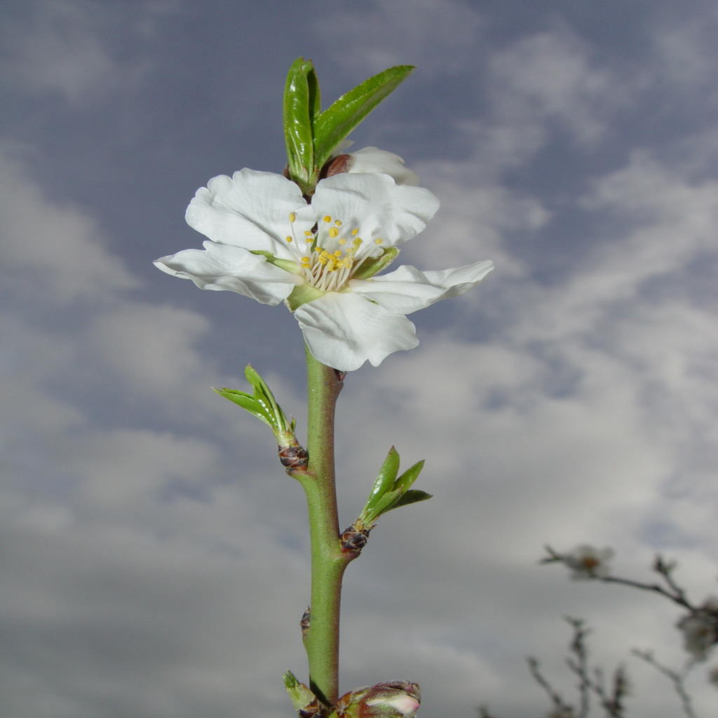 germogli di primavera