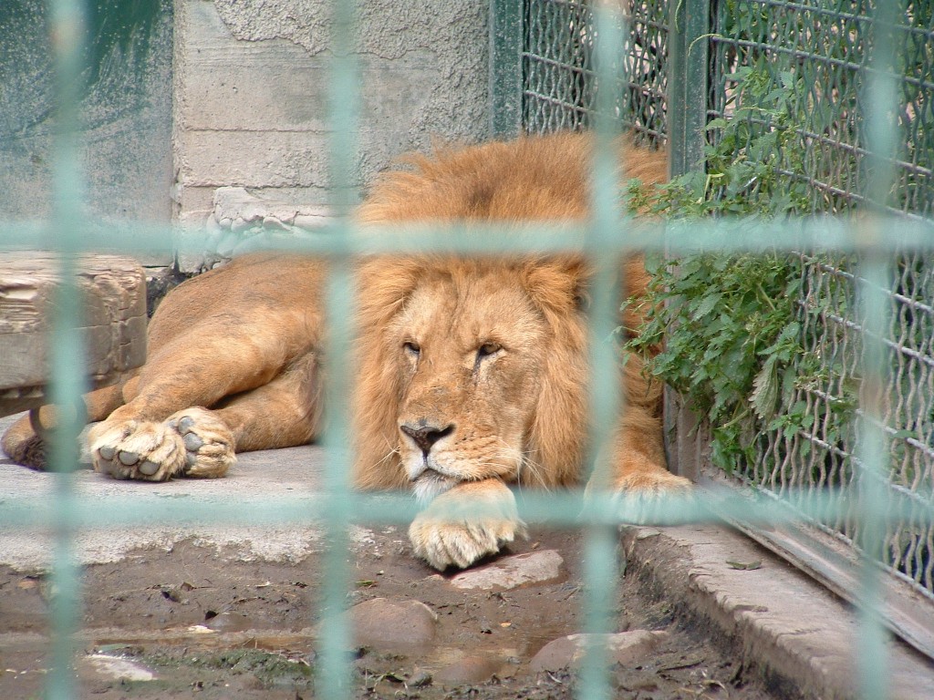 leone in gabbia