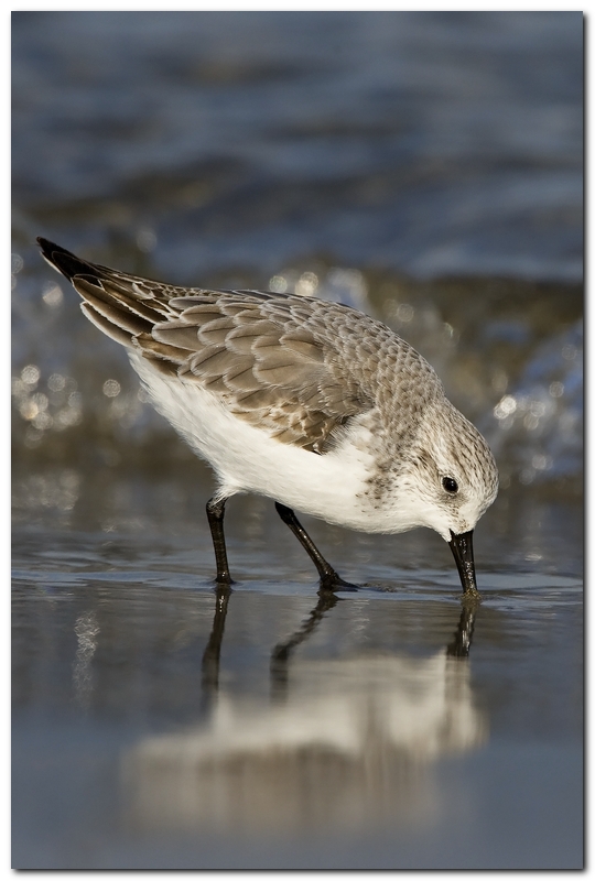 Piovanello Tridattilo