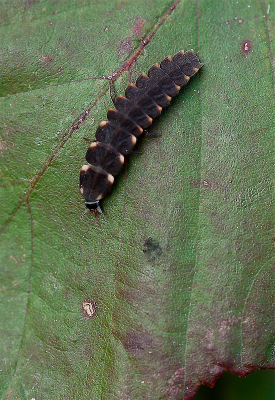 Meglio non si trova...